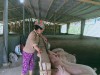 Chị Triệu Thị Nái đang chăm sóc đàn lợn