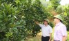 Hiệu quả của phong trào nông dân thi đua sản xuất kinh doanh giỏi ở xã Trì Quang