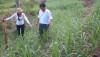 Vùng cao Lào Cai  thay đổi tập quán chăn nuôi mang lại lợi ích kép