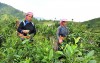 Nông nghiệp hữu cơ “ chìa khoá vàng” để nông nghiệp Lào Cai cất cánh