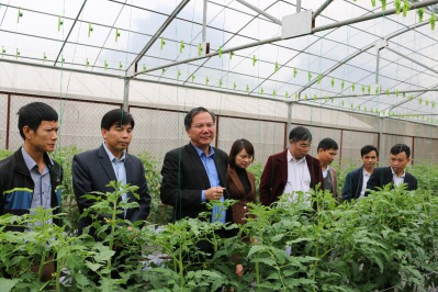 Lãnh đạo Sở Nông nghiệp và PTNT thăm mô hình trồng cà chua tại Trung tâm Giống NLN Lào Cai