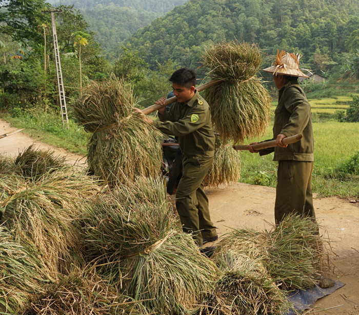 công an xã Quang Kim giúp nhân dân gặt lúa
