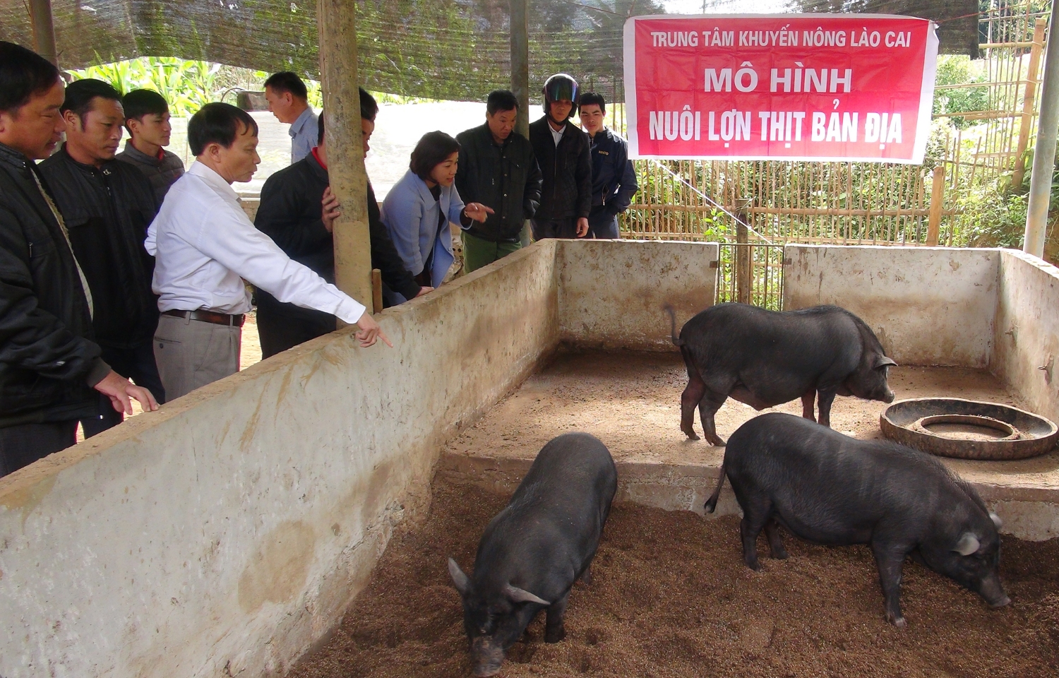 Mô hình nuôi lợn bản địa trên đệm lót sinh học