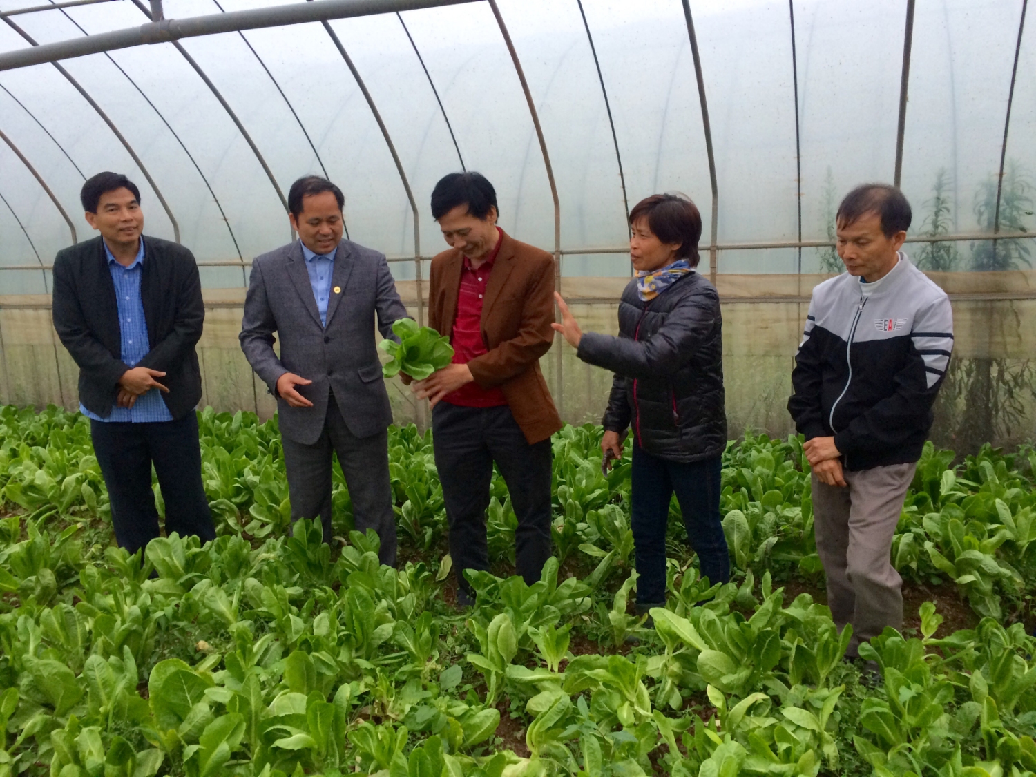 Giám đốc HTX sản xuất rau hữu cơ ứng dụng CNC Cuối Quý Đan Phượng, Huyện Đan Phượng giới thiệu quy trình kỹ thuật trồng rau trong nhà lưới, nhà màng