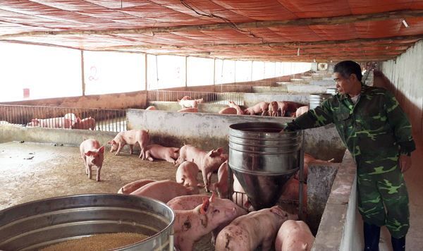 Xã viên Hợp tác xã Chăn nuôi Quý Hiền chăm sóc đàn lợn